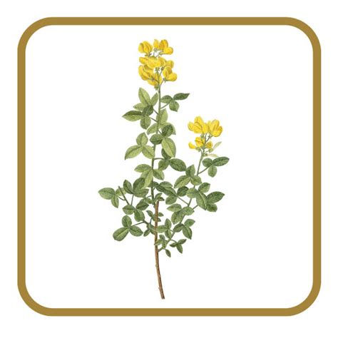 Pure Gokshura Powder to Boost Strength & Energy - neuherbs – Neuherbs