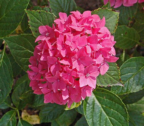 Plants & Flowers » Hydrangea macrophylla