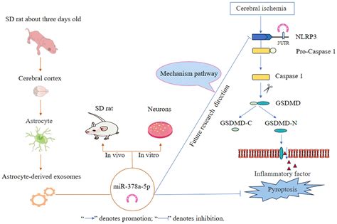 Frontiers Astrocyte Derived Exosomal Mir A P Mitigates Cerebral