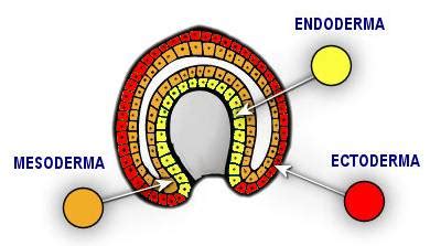 Ectoderma Mesoderma E Endoderma - Embriolife: Terceira semana do desenvolvimento embrionário
