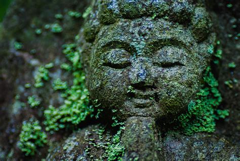 图片素材 树 性质 森林 岩 厂 花 纪念碑 水下 雕像 绿色 丛林 特写 雕塑 艺术 栖息地