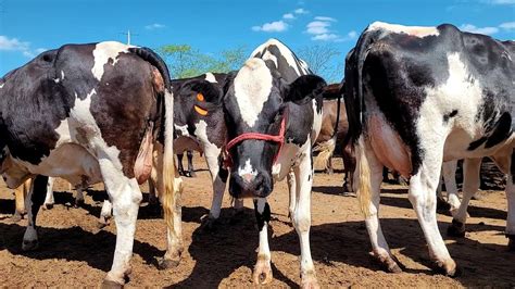 Lote De Vacas Leiteiras Dando At Litros Por Dia Venda Direto