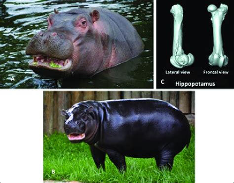 Hippopotamuses. (A) The Nile or common hippopotamus (Hippopotamus... | Download Scientific Diagram