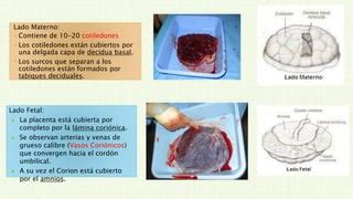 Hemorragias De La Segunda Mitad Del Embarazo Ppt