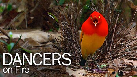 The secretive Flame Bowerbird is considered the “Phantom Bird,” and his mating dance is even ...