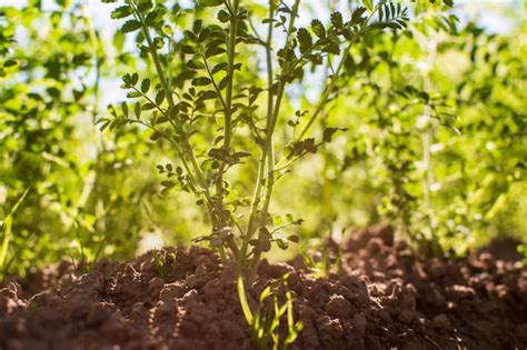 As culturas de grão de bico plantadas no solo amadurecem sob o sol