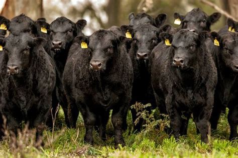 La Raza Aberdeen Angus Es Productora De Carne Por Excelencia Ponderada