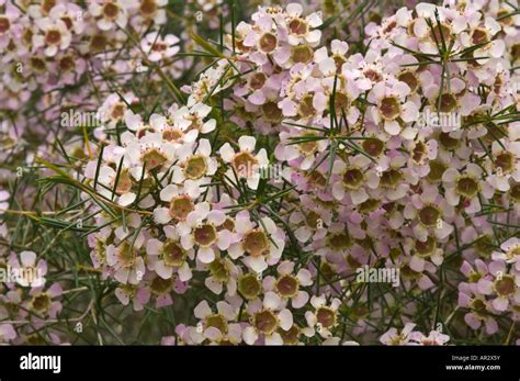 Geraldton Wax Chamelaucium Uncinatum Flowers Kings Park Perth Western