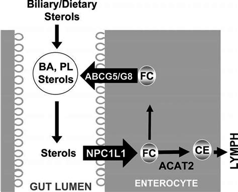 Lactobacillus Mediates The Expression Of Npc1l1 Cyp7a1 And Abcg5 Genes To Regulate Cholesterol