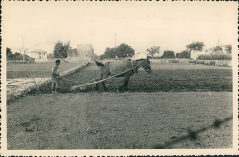 Espagne Catalogne Paysan Et Son Cheval Travaillant La Terre Ca 1952