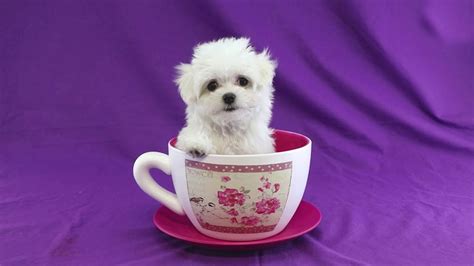 What Is A Teacup Maltese? | Our Deer