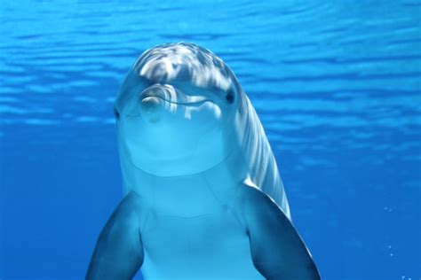 Close up photo of dolphin HD wallpaper | Wallpaper Flare