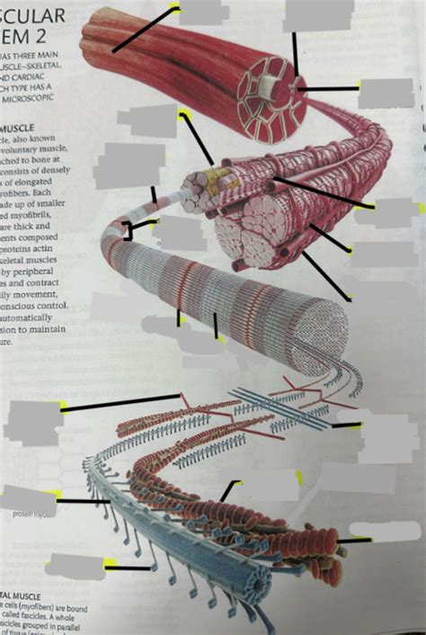 Muscle Diagram Diagram Quizlet