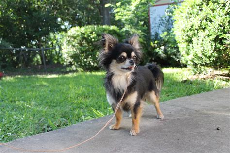 Black And Tan Long Haired Chihuahua