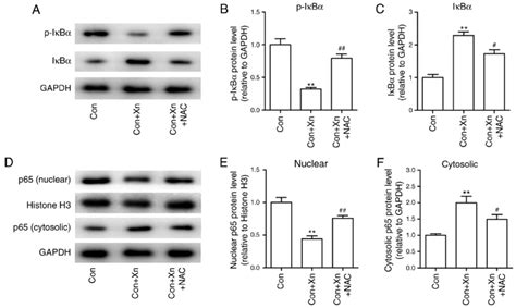 Effect Of The Reactive Oxygen Species Ros Inhibitor N Acetylcysteine