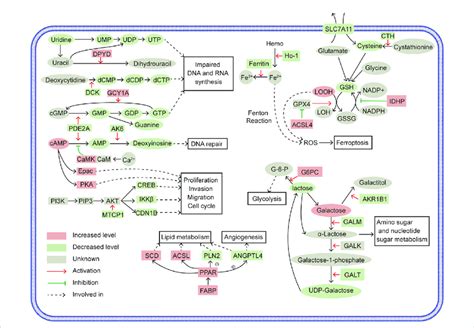 Schematics Illustrating The Tumor Suppressive Mechanisms Of SLC39A1