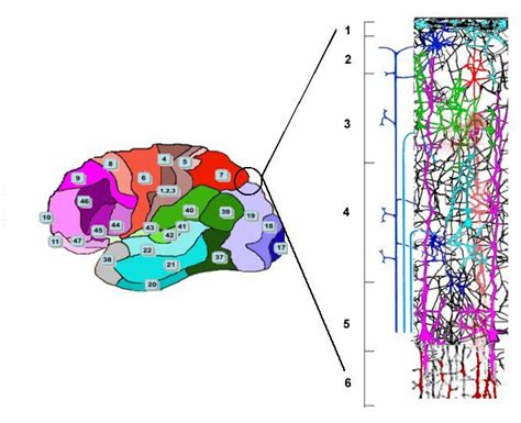 Brodmann Areas And The Structure Of A Cortical Column Composed By