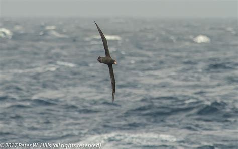 Petrel Southern Giant Macronectes Giganteus In Flight Continental