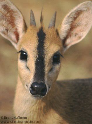 Gray Duiker Common Duiker