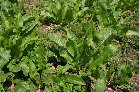 Where to Plant Horseradish: Finding the Ideal Spot in Your Garden