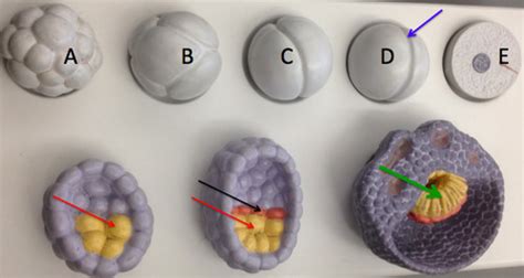 Survey Of Embryonic Development Flashcards Quizlet