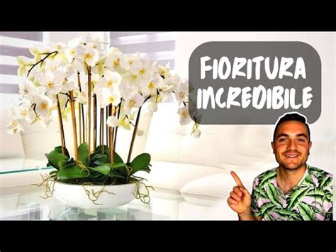 Come Far Fiorire Orchidee Trucchi E Consigli Fioreria L Orchidea