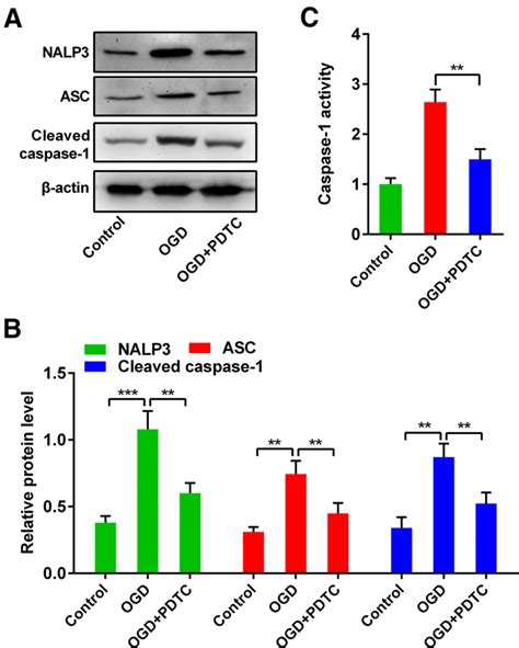 Inhibition of NF κB suppresses OGD R induced NLRP3 inflammasome