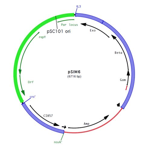 Psim6载体质粒图谱 优宝生物