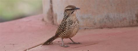 Los Nuevos Santuarios De Aves En Jalisco