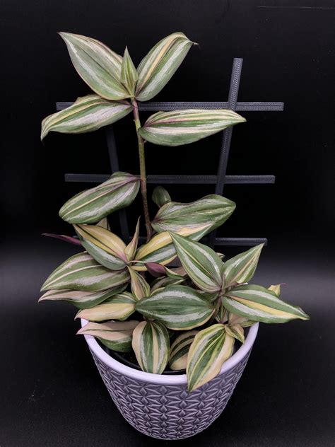 Trzykrotki: Tradescantia zebrina 'Discolor Multicolor'