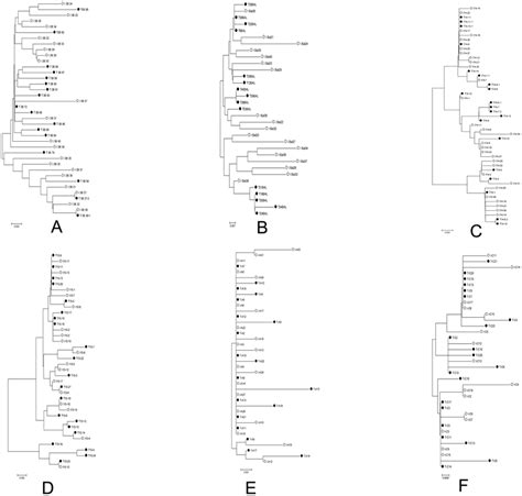 Neighbor Joining Trees Of Hiv 1 Env C2 V5 Sequences Individually From