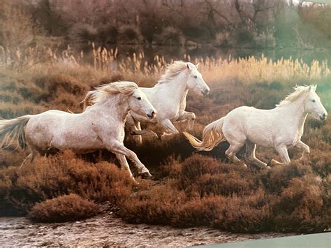 Wild Horses Poster, Beautiful Art Posters, Art Print Equis 3, Wild ...