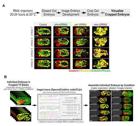 A Semi High Throughput Imaging Method And Data Visualization Toolkit To