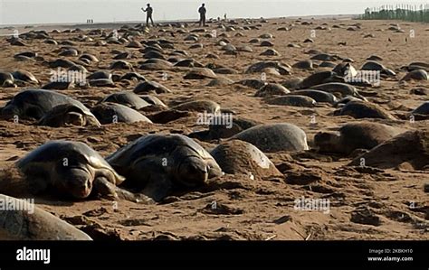 olive ridley sea turtles india  res stock photography  images alamy