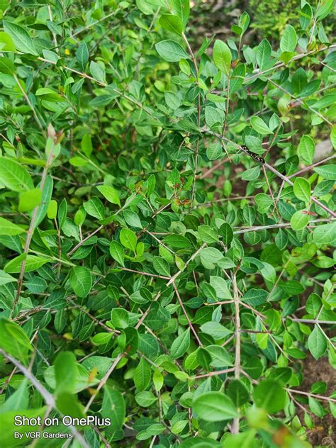 Henna Mehendi Maruthani Live Plant Vgr Gardens