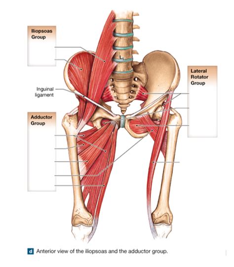 Anatomy 223 Test 2 Muscles Of The Hip Anterior Diagram Quizlet