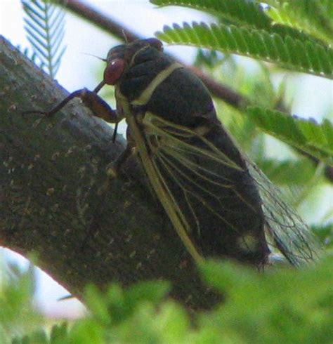 Cicada Diceroprocta Apache Bugguidenet