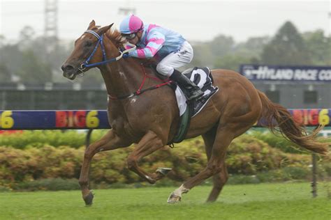 andrew stead horse jockey profile statsnewsrunners racing  sports