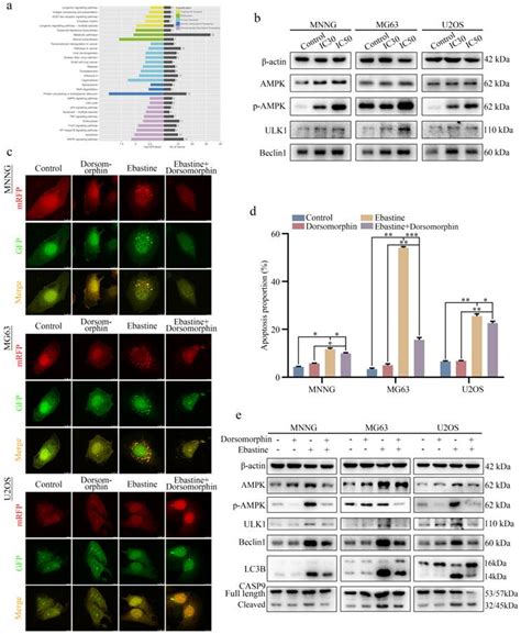 Ebastine Exerts Antitumor Activity And Induces Autophagy By Activating