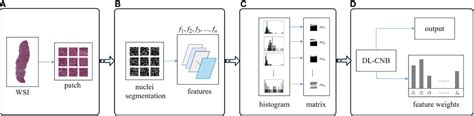 Frontiers Predicting Axillary Lymph Node Metastasis In Early Breast Cancer Using Deep Learning