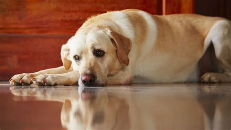 Sangue Nelle Feci Del Cane Tutte Le Cause E Cosa Fare Vetclick