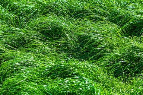 Fondos De Hierba Jugosa Verde Fresca Para Uso De Dise O O Tel N De