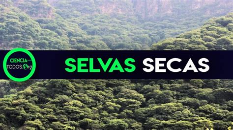 Selvas Secas Conservacion Ambiental