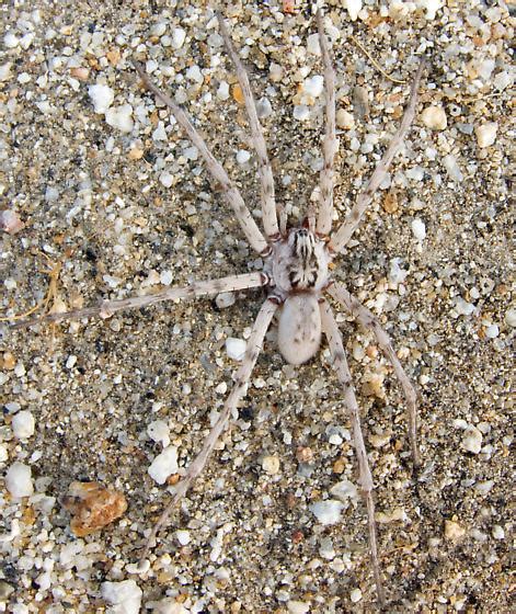 Arctosa Littoralis Syspira Bugguide Net