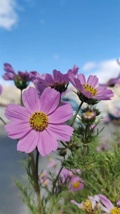 pin  eyleen olguin  flowers nature photography flowers flowers