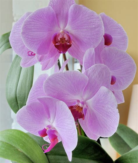 Orchid flowers - Flowers.photos