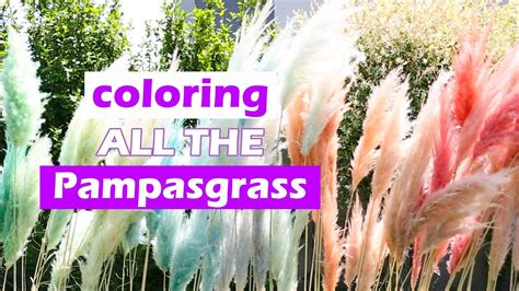 Coloring A Lot Of Pampasgrass For My Wedding How To Dye Pampas Grass