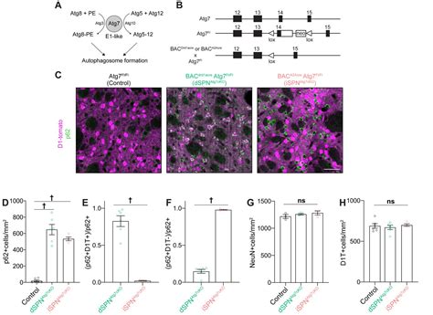 Figures And Data In Cell Type Specific Regulation Of Neuronal Intrinsic