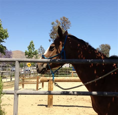 The Inland Empire, Norco, Horse Town USA, Norco Animal Rescue Team.