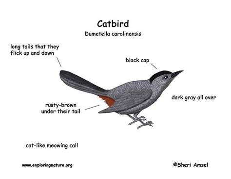 Catbird